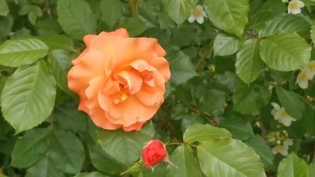 Оранжевые розы смотреть онлайн