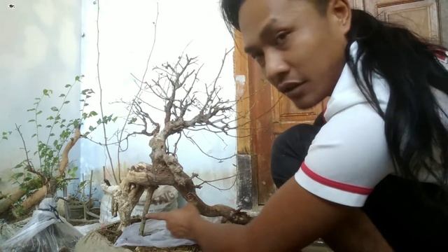 Ficus Retusa On Top Of Objects Style Bonsai