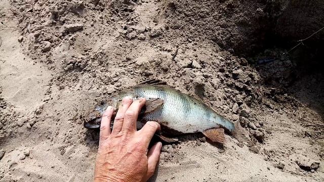 Ловля хищника на живца. Рыбалка на Чумыше. смотреть онлайн