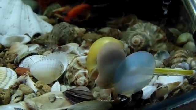 Улитка чистит аквариум. Ампуллярия Pomacea bridgesii смотреть онлайн