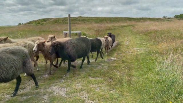 "Одинокий пастух" - композитор Джеймс Ласт | "The Lonely Shepherd" - composer James Last смотреть онлайн