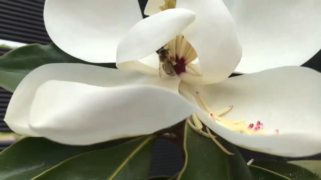 Capturing a bee collecting pollen #bee #pollen from Magnolia flower смотреть онлайн