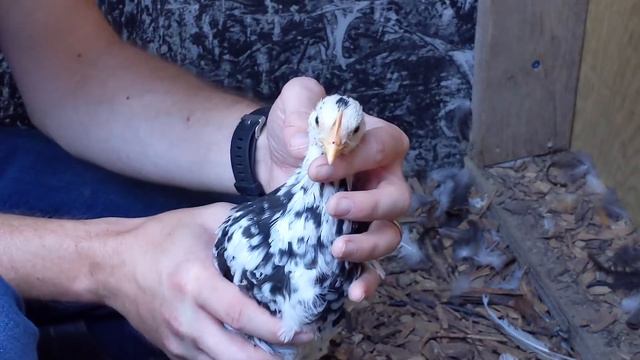 Exchequer Leghorn: 6-Week-Old Chicks смотреть онлайн