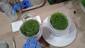 Обработка и посев туговсхожих семян. Сельдерей листовой.