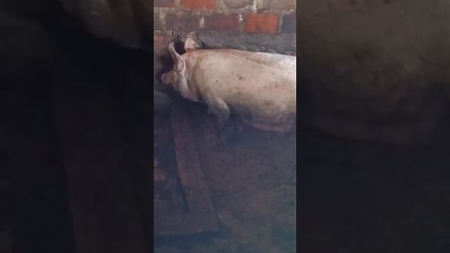 Checking out pigs for a customer || 07019598975 смотреть онлайн