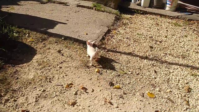 мини мими щенок чихуахуа Тимати,продан  СИМФЕРОПОЛЬ Кастропуло Крым