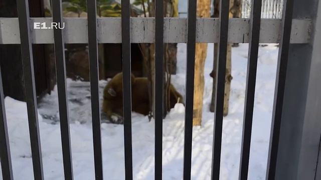 В зоопарке Екатеринбурга проснулись медведи смотреть онлайн