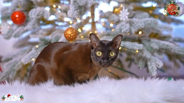 RELAXING CHRISTMAS MUSIC: Soft Piano Music, Best Christmas Songs for Relax, Sleep, Study смотреть онлайн