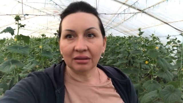 Паутинный клещ на огурцах