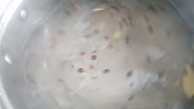 Посол сала в рассоле. смотреть онлайн