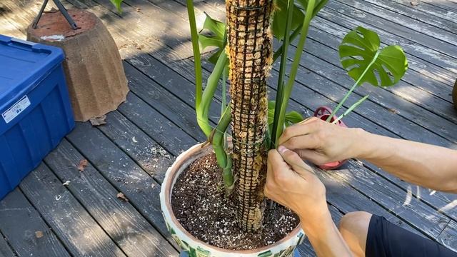 Moss Poles & Monstera deliciosa - How to Use them (2023) смотреть онлайн