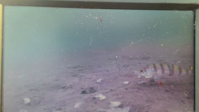 Съёмки подводной камерой смотреть онлайн