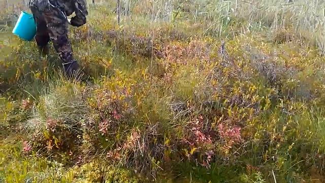 Новокемский - отличное место.(12) Сбор клюквы на болоте. 09.2017 г. смотреть онлайн