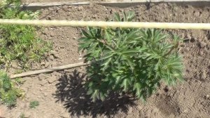 Пион сорта Бартзелла, уход и выращивание.