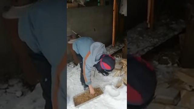 чем кормить куриц зимой, чтобы они несли яйца. смотреть онлайн