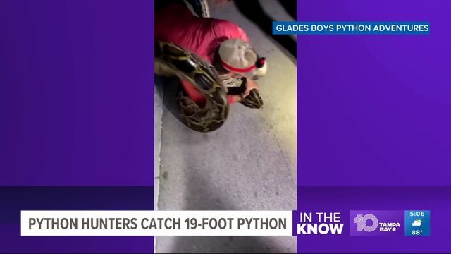 Longest-ever captured Burmese python in Florida sets new record смотреть онлайн
