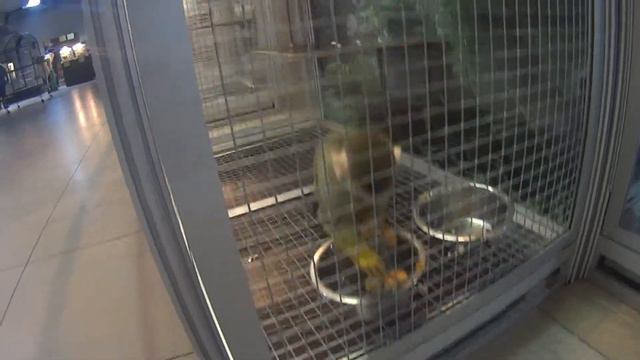 Поход с семьей в зоотеррариум. смотреть онлайн