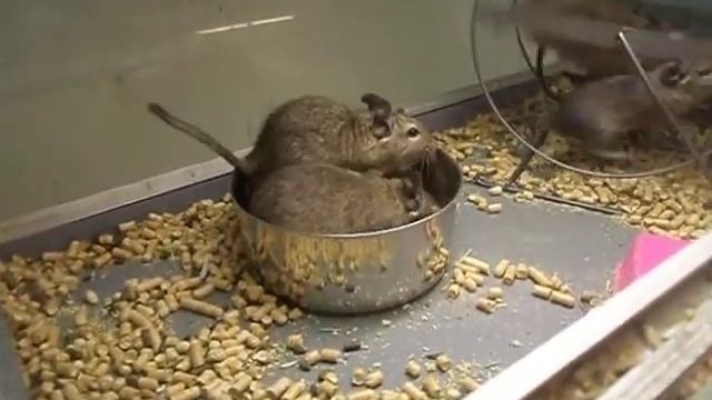 Дегу - всю жизнь, как белки в колесе (Железняка) смотреть онлайн