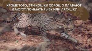ИНТЕРЕСНЫЙ ЗВЕРЬ: ОЦЕЛОТ