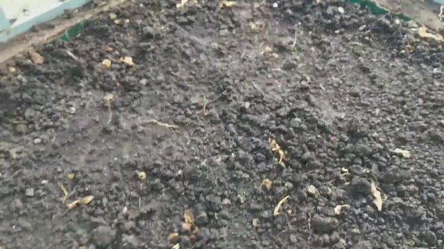 леплю вареники/уборка в теплице/полки для погреба