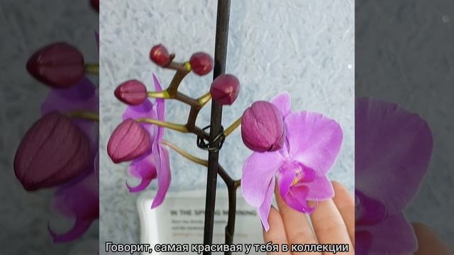 #ОРХИДЕИ излишки зацвели?Мэджик арт?Пасадена? #фаленопсис #цветы #растения #shorts #купить смотреть онлайн