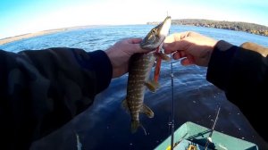 Щука на TsuYoki Mover 128 SP і TsuYoki Draga 130 SP