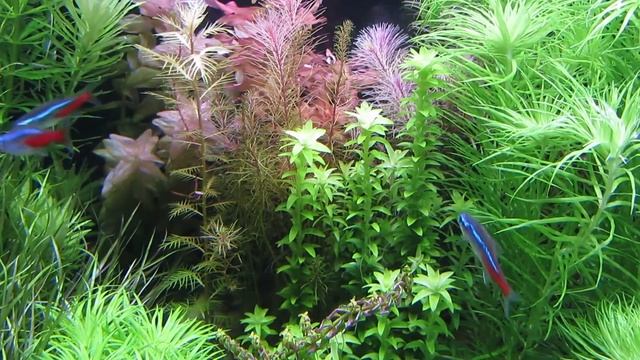 Неприхотливые аквариумные растения для начинающих. смотреть онлайн