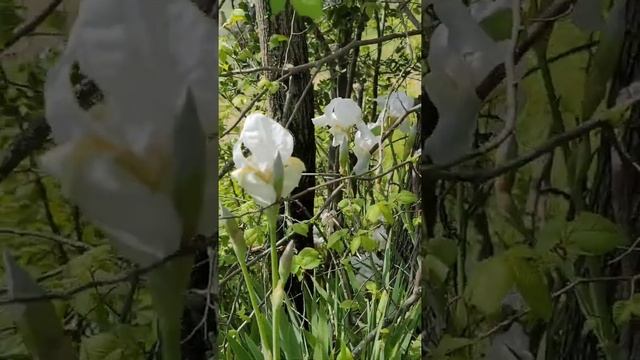 красоты Мачерата смотреть онлайн