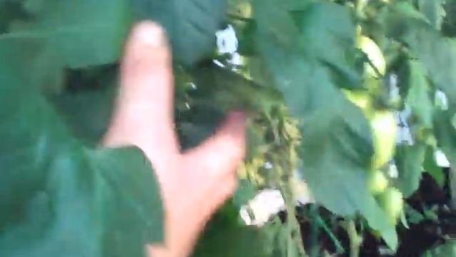 томаты ПЬЕТРА РОССА F1, CLAUSE выращивание в Беларуси смотреть онлайн