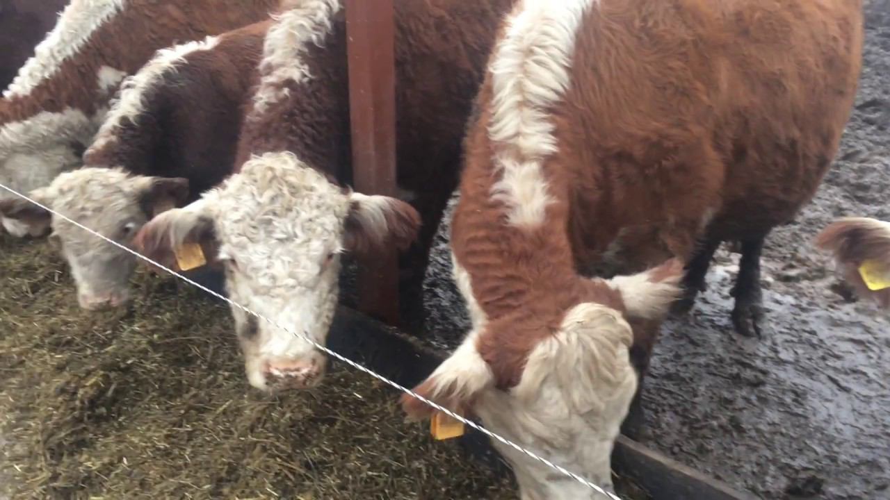 Новая линия кормления для герефордов в КФХ 