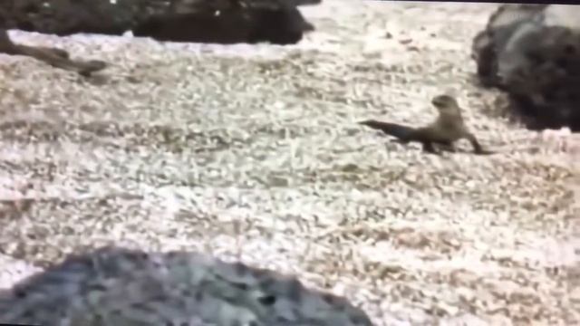 игуана сбежал из змеи смотреть онлайн