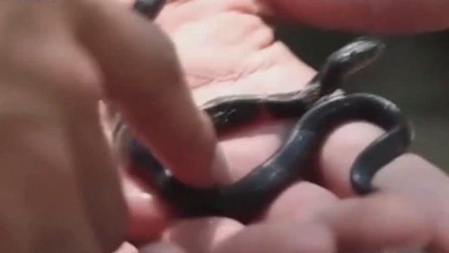 10 Мутантов Чернобыля Снятых на Камеру смотреть онлайн