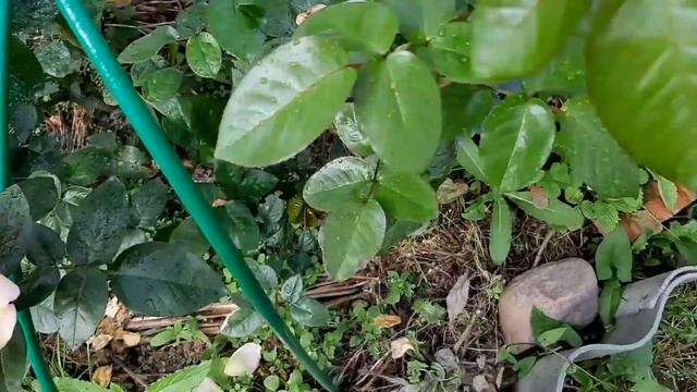 ГЛОРИЯ ДЭЙ, ЮБИЛЕЙ ПРИНЦА МОНАКО, АСПИРИН. смотреть онлайн