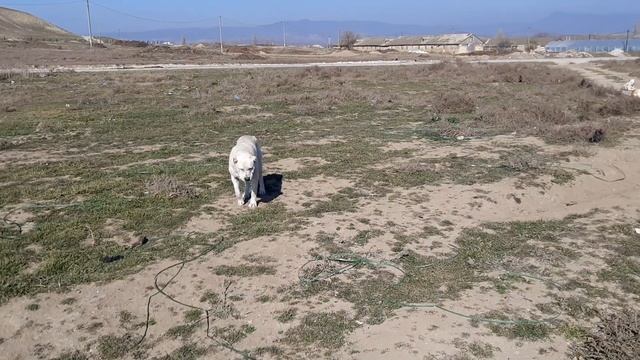 внук Дизеля на кошаре! смотреть онлайн