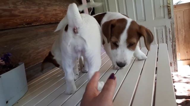 джек рассел терьер ЧТО НАДО ЗНАТЬ ПРИ ВЫБОРЕ ЩЕНКА смотреть онлайн