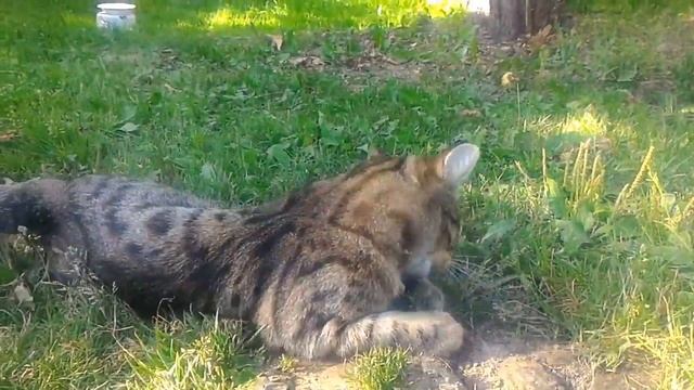 Кот поймать земляную крысу смотреть онлайн