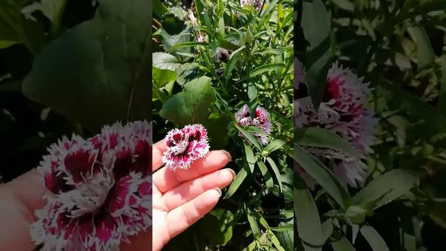 Расцвела моя Каттлея😍😍 и ещё немножко красоты😊😊 смотреть онлайн