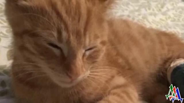 Бездомная кошка плакала и скулила, умоляя спасти своего котенка… Настоящая мама смогла… смотреть онлайн