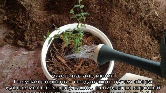 Как вырастить голубику из семян в домашних условиях смотреть онлайн