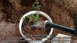 Как вырастить голубику из семян в домашних условиях