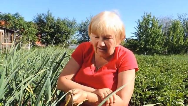 Чеснок: как и когда убираем стрелки смотреть онлайн