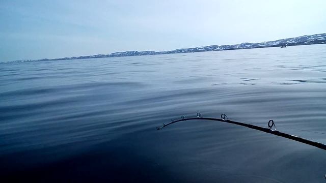 Баренцево море, ловля трески со 100м. смотреть онлайн