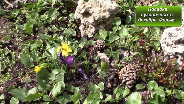 Чем подкормить розы весной? смотреть онлайн