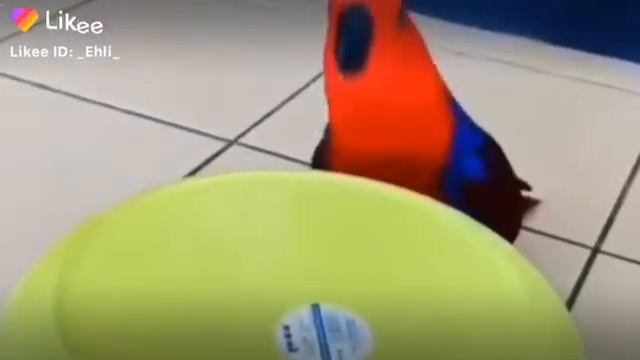 Попугай гигант смотреть онлайн