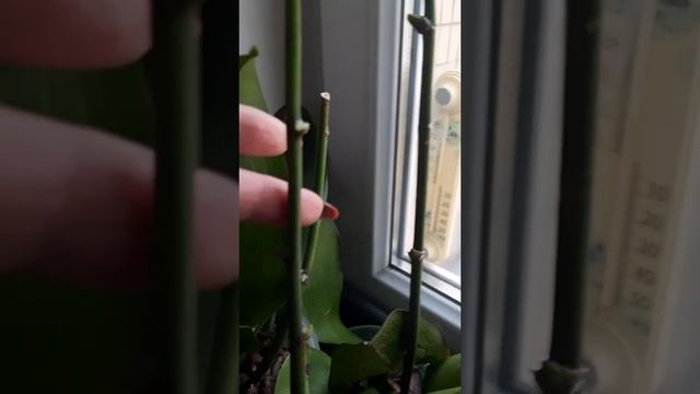 как разбудить почку у орхидеи смотреть онлайн