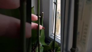 как разбудить  почку  у орхидеи