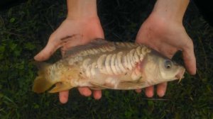 Сазан и карп, в чем разница