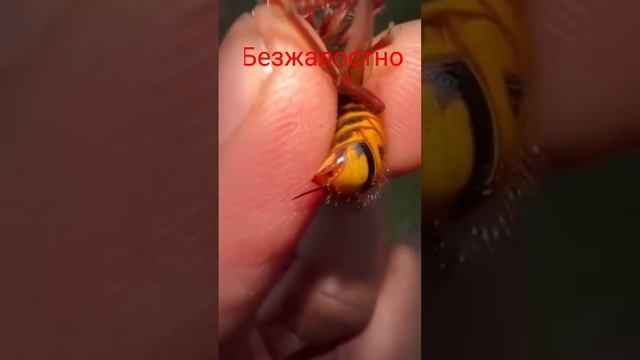 ОПАСНЫЙ сосед пчёл #пчеловодствоснуля #жизньвдеревне #пасека #пчёлы #шершень #шершни #игра #игры смотреть онлайн