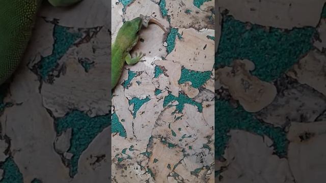 Фельзума (Дельта) ест своего детёныша.Phelsuma eat baby смотреть онлайн