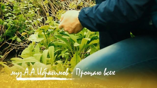сбор Медвежьего Лука. Он же Колба и Черемша. смотреть онлайн